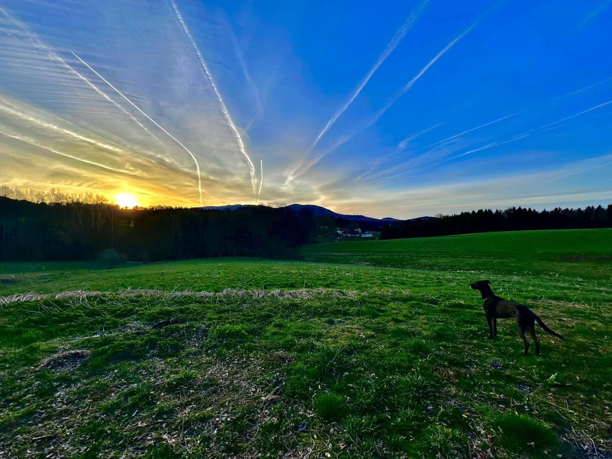 Gemuetliches Alpenblick Berg-Bungalow + Grosser Garten + Netflix! Schöfweg Exterior foto